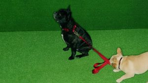 Daily Vocabulary Words 20 February 2023: Improve Your Vocabulary with Antonyms & Synonyms – Home_6.1