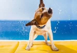 Daily Vocabulary Words 25 February 2023: Improve Your Vocabulary with Antonyms & Synonyms – Home_6.1