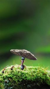 Daily Vocabulary Words 30 and 31 July 2023: Improve Your Vocabulary with Antonyms & Synonyms – Home_7.1