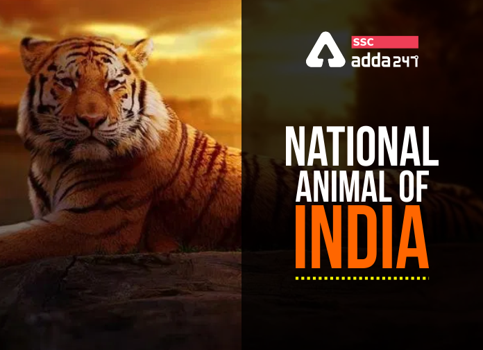 National Animal of India Royal Bengal Tiger National Animal of India Royal Bengal Tiger