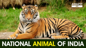 National Animal of India: Royal Bengal Tiger
