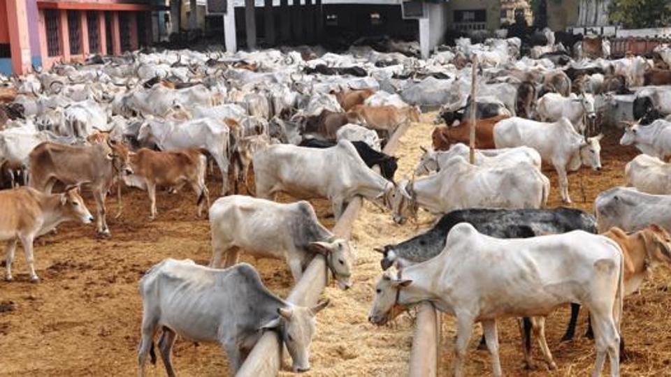 IIT Madras startup launches 'mooPay' for dairy farmers in Rajasthan