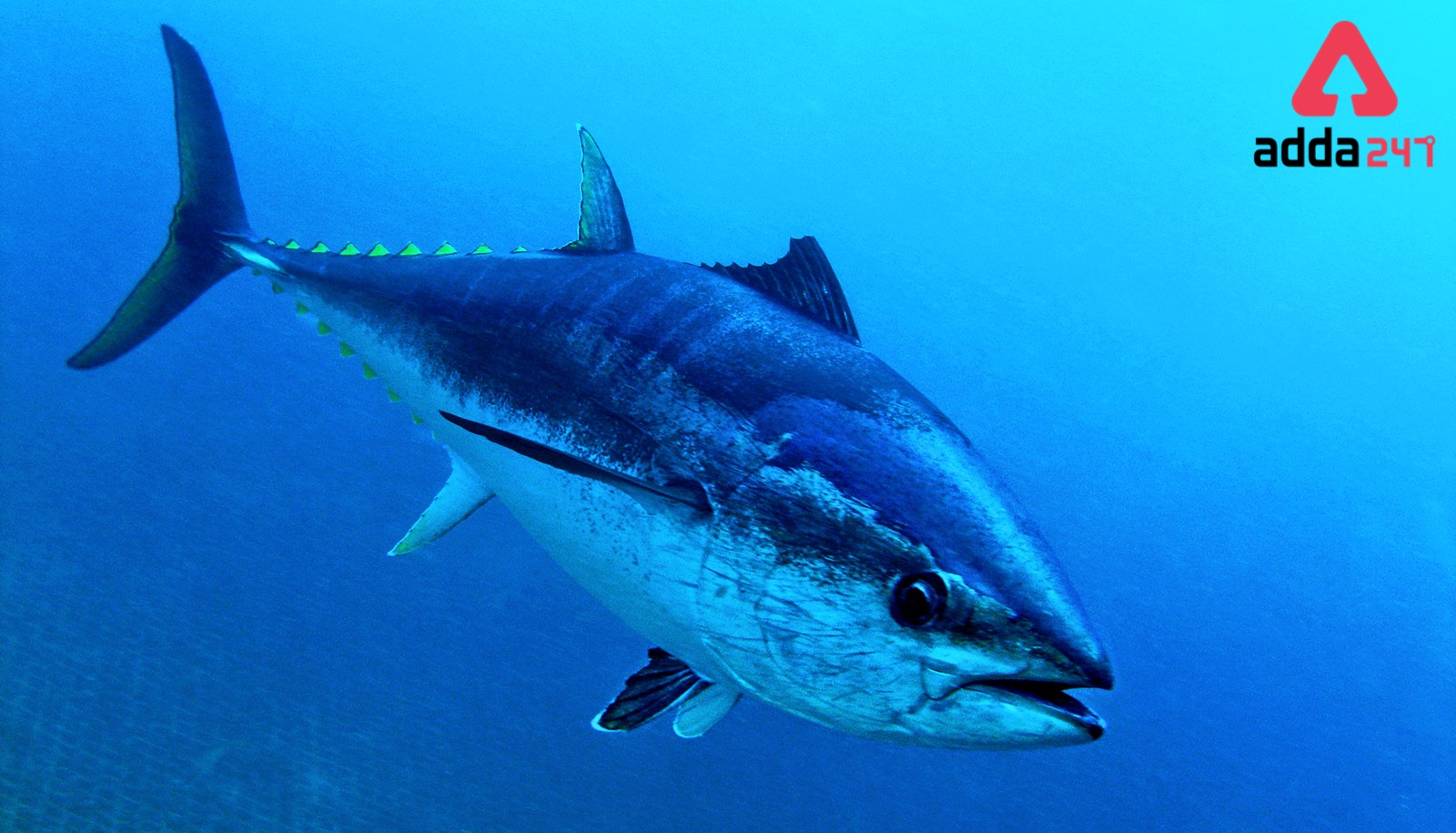 World Tuna Day observed 2022 On 2nd May every year 2022