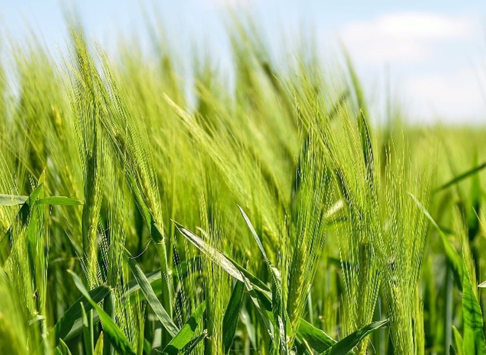 What is Protection of Plant Varieties and Farmers' Rights Authority