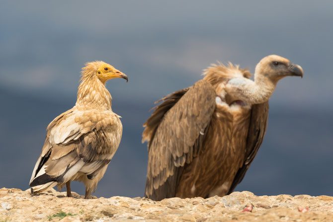 Health Ministry prohibits sale of Ketoprofen and Aceclofenac