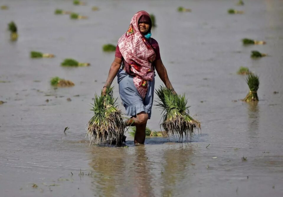 Govt To Invest ₹30,000 Crore To Expand Crop Insurance Portal Coverage