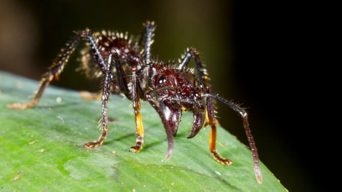 Biggest Ant in the World, Know the Names of Top-10