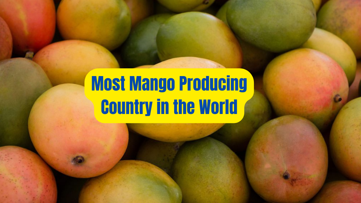 Indian Mangoes In Usa