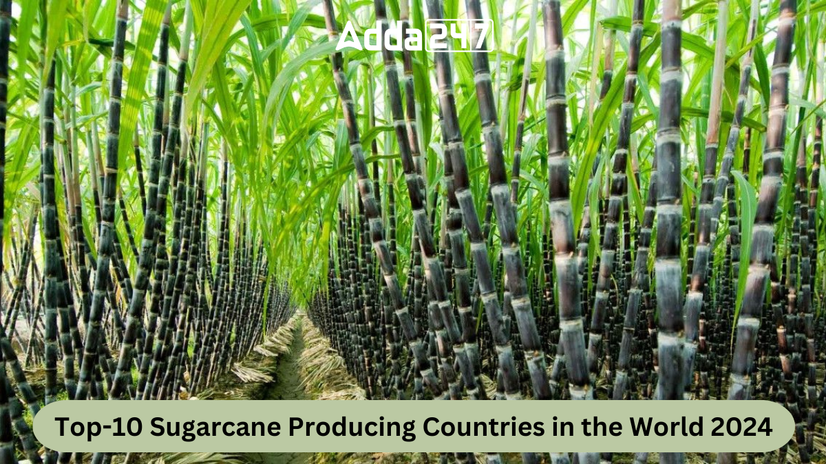 Top-10 Sugarcane Producing Countries in the World 2024