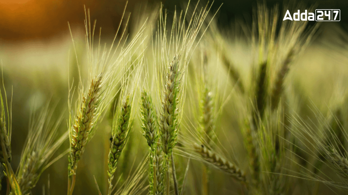 Top-10 Barley Producing States in India 2024