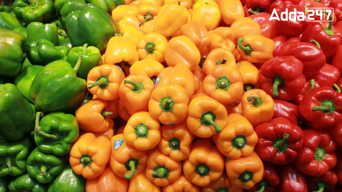 Largest Capsicum Producing State in India