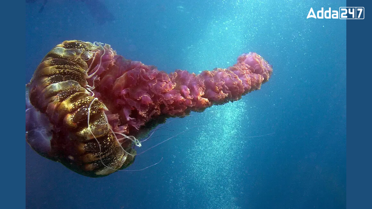 Largest Jellyfish Species in the Ocean