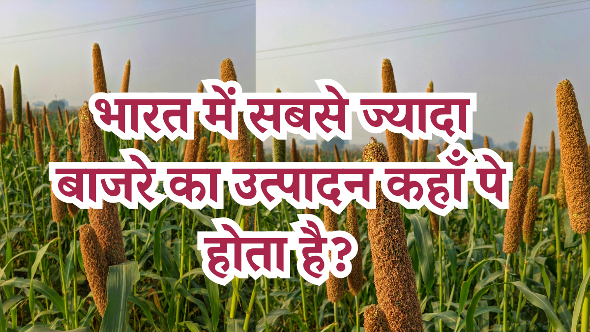 Largest Millets Producing Indian State 2024