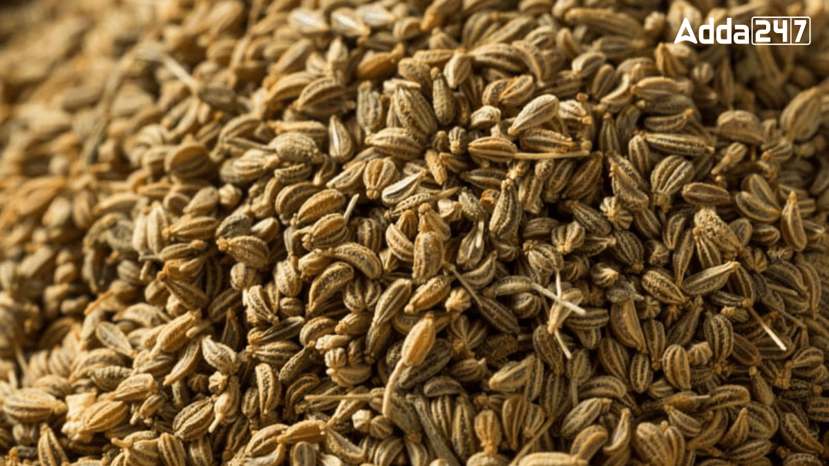Top-5 Ajwain Producing States in India, Know the Names