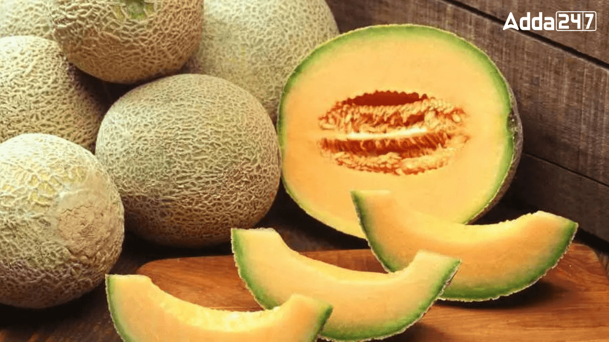Top-5 Muskmelons Producing States in India