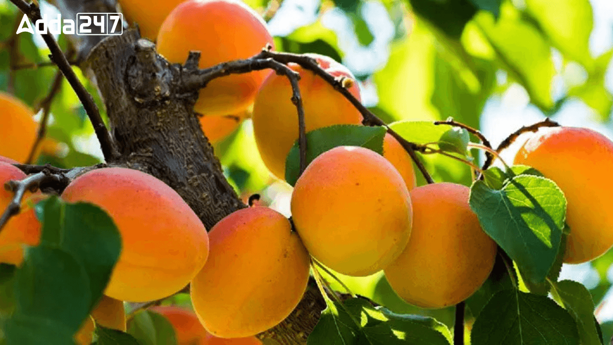 Top-5 Apricot Producing States in India, Know the Names