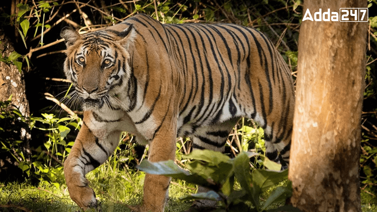 Which District of Maharashtra is Known as the Tiger Capital of India?