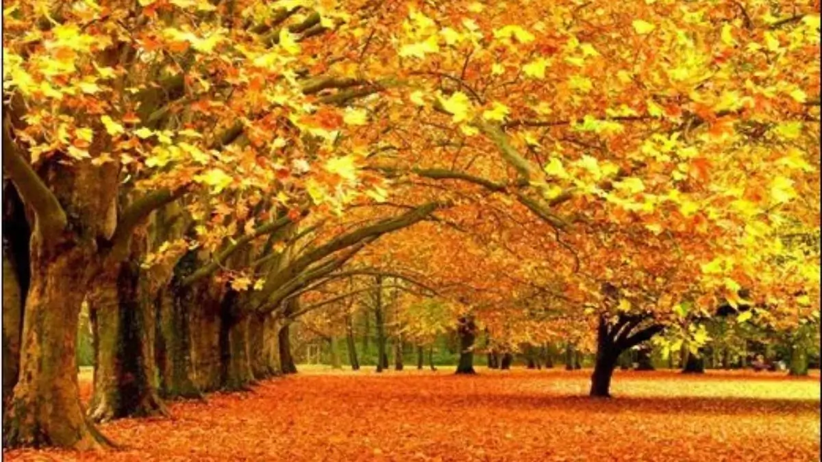 Geo-Tagging Saves Kashmir’s Iconic Chinar Trees