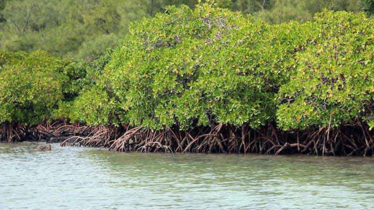 What is Blue Carbon and its Role in Carbon Sequestration?