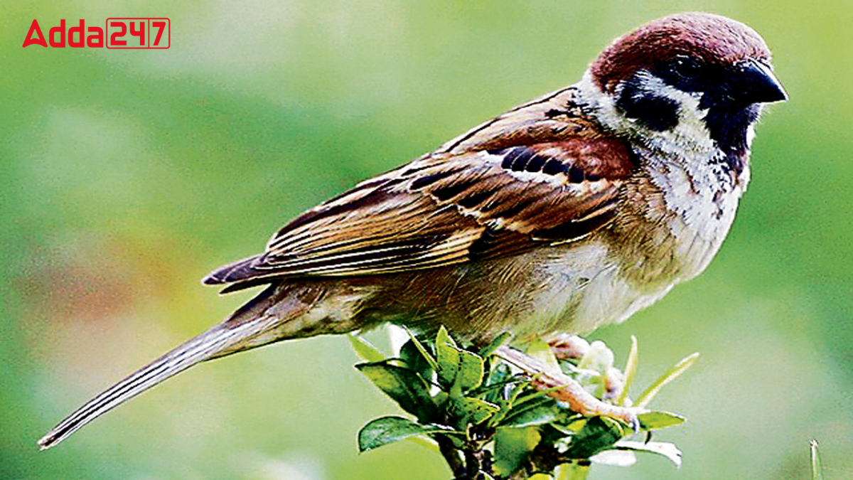 What is the State Bird of Bihar