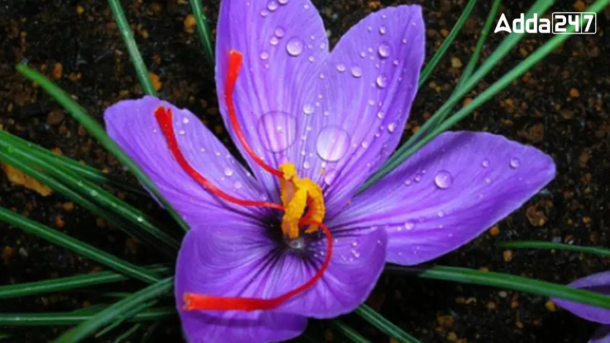 Top-5-Most-Expensive-Flowers-in-the-World