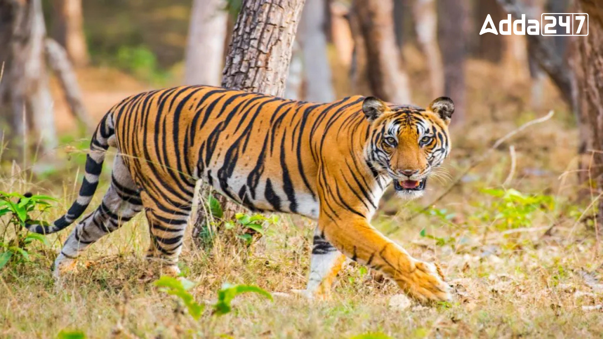 Tiger Reserves in Madhya Pradesh, Check the Complete List