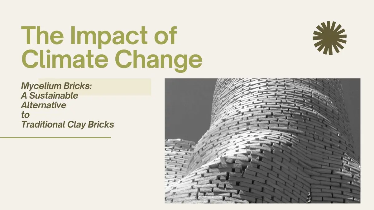 Mycelium Bricks: A Sustainable Alternative to Traditional Clay Bricks
