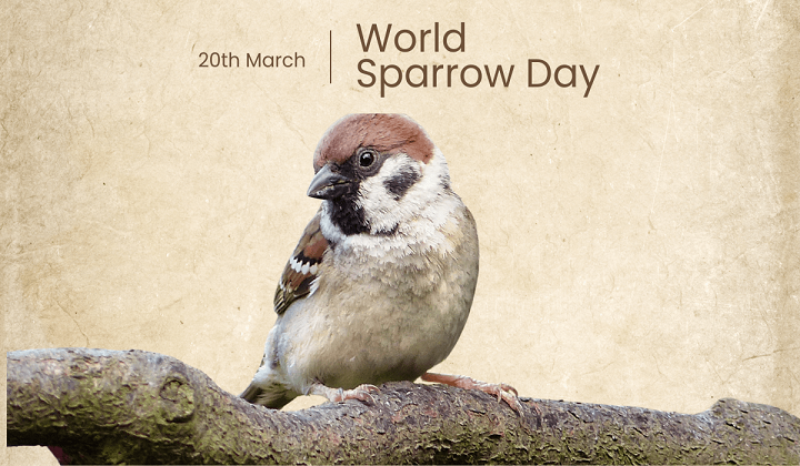 World Sparrow Day 2025: Date, Significance and History
