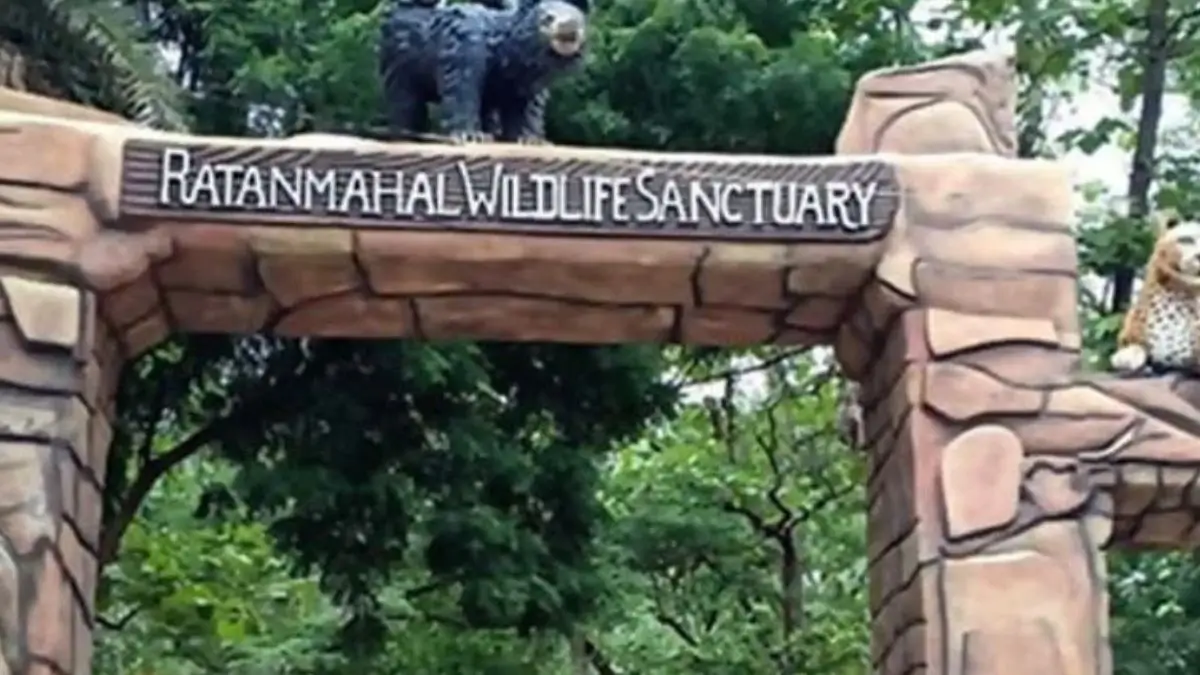 Gujarat Became a Tiger State After 33 Years NTCA Declares