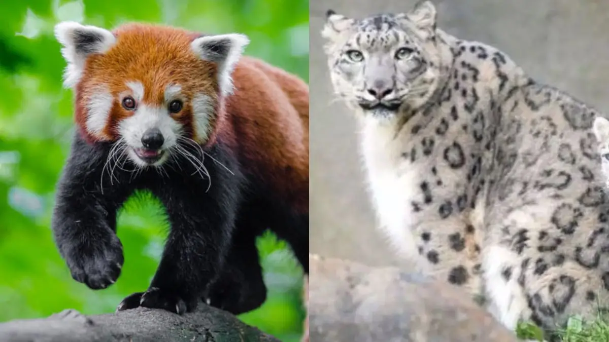 Darjeeling’s Padmaja Naidu Himalayan Zoological Park Launches DNA Preservation Project