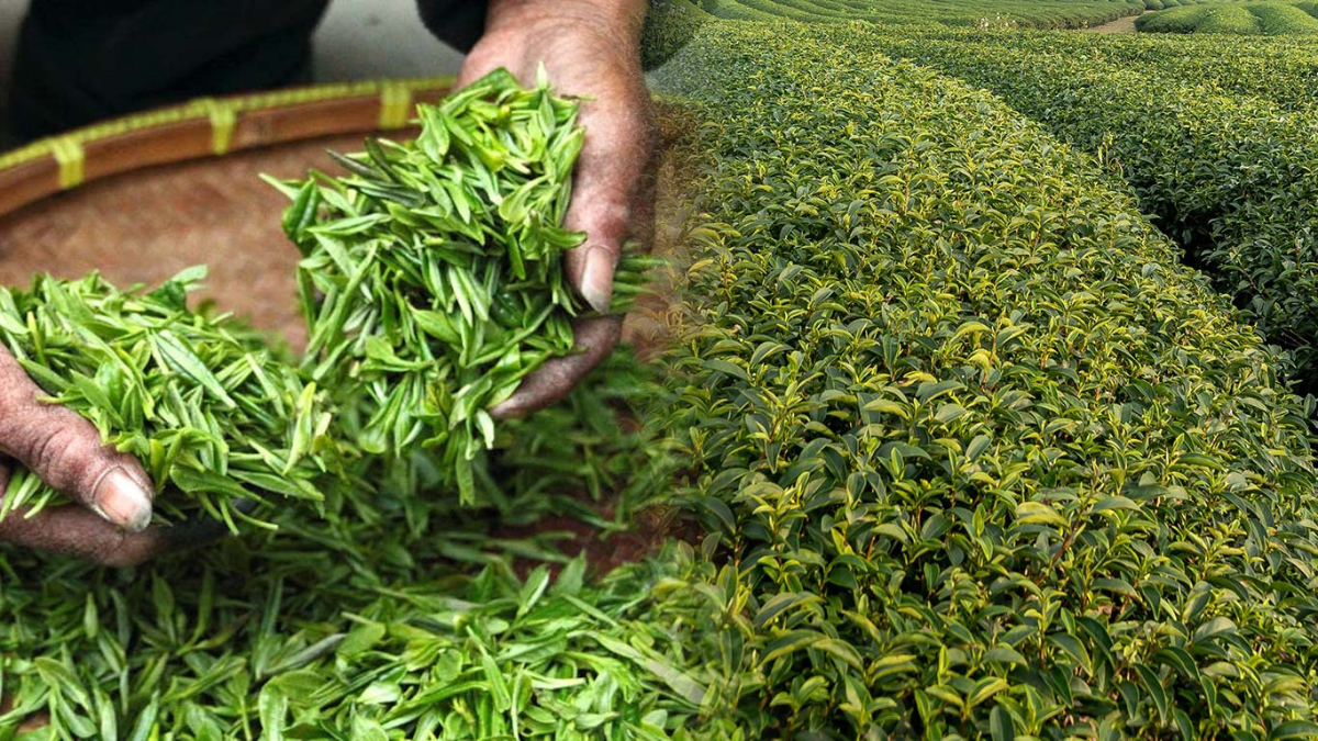 India Becomes the World's Second-Largest Tea Exporter in 2024