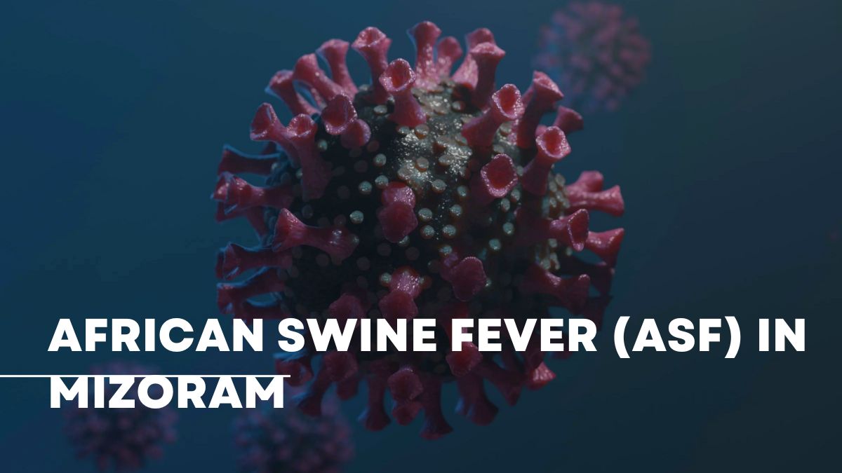 African Swine Fever Outbreak in Mizoram Over 3,000 Pigs Dead in Four Districts