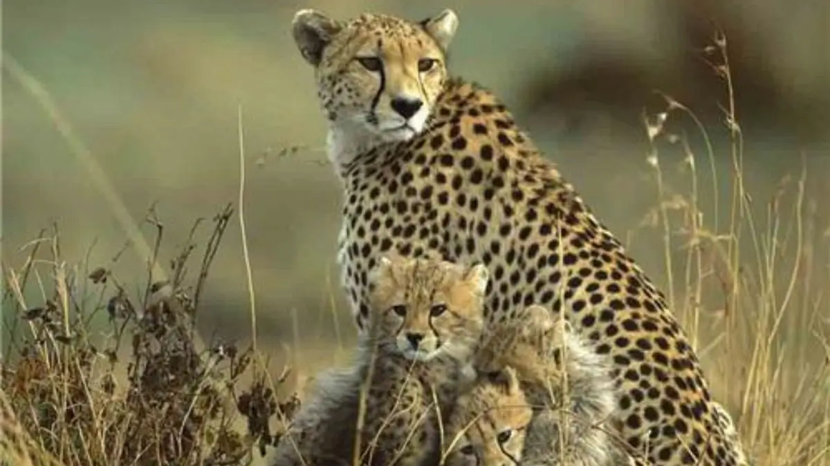 Punjab to Develop Nangal as a Tourist Hub & Jhajjar Bachauli as the First Leopard Safari