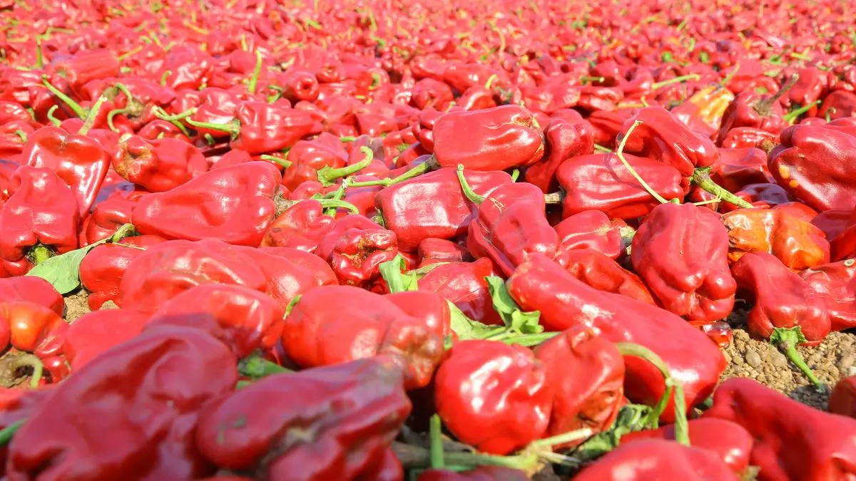 Warangal Chapata Chilli Receives GI Tag, Boosting Farmer Benefits