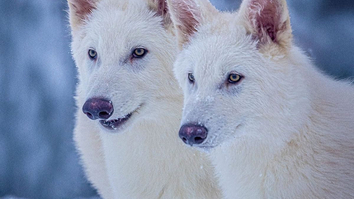 De-extinction of the Dire Wolf by Colossal Biosciences