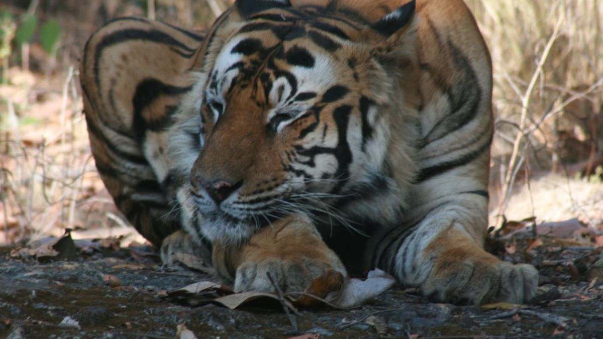 Madhya Pradesh Declares New Wildlife Sanctuary Named After Dr. B.R. Ambedkar