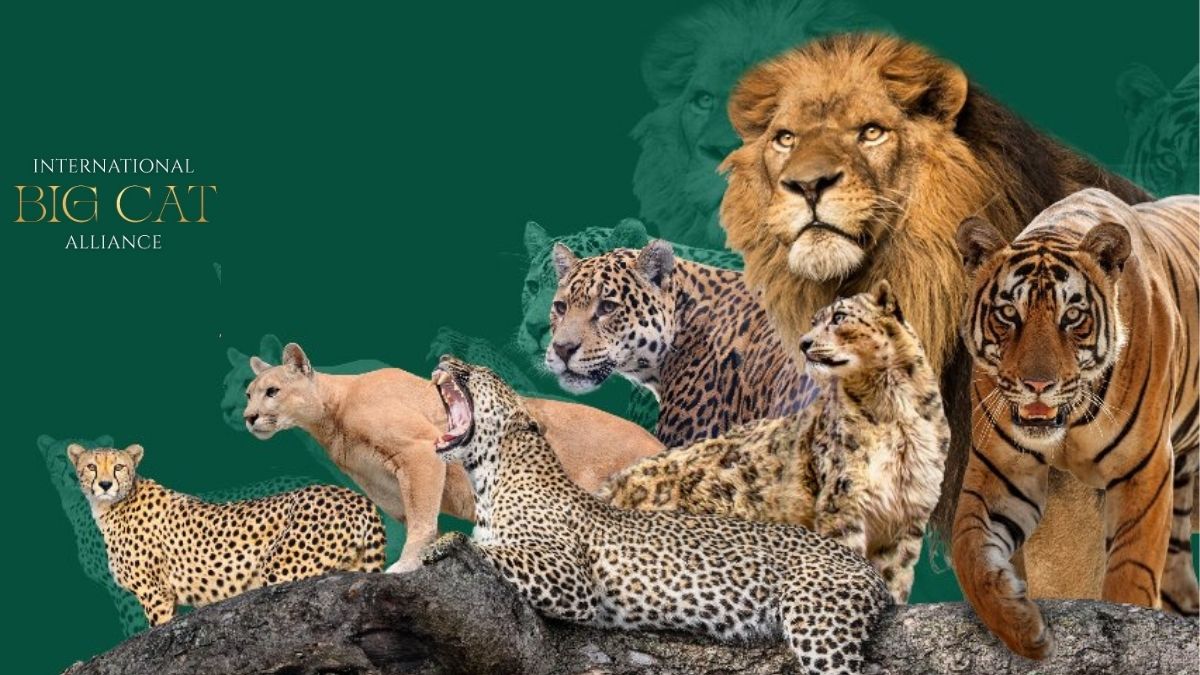 Agreement Signed As India to Host International Big Cat Alliance (IBCA) Headquarters