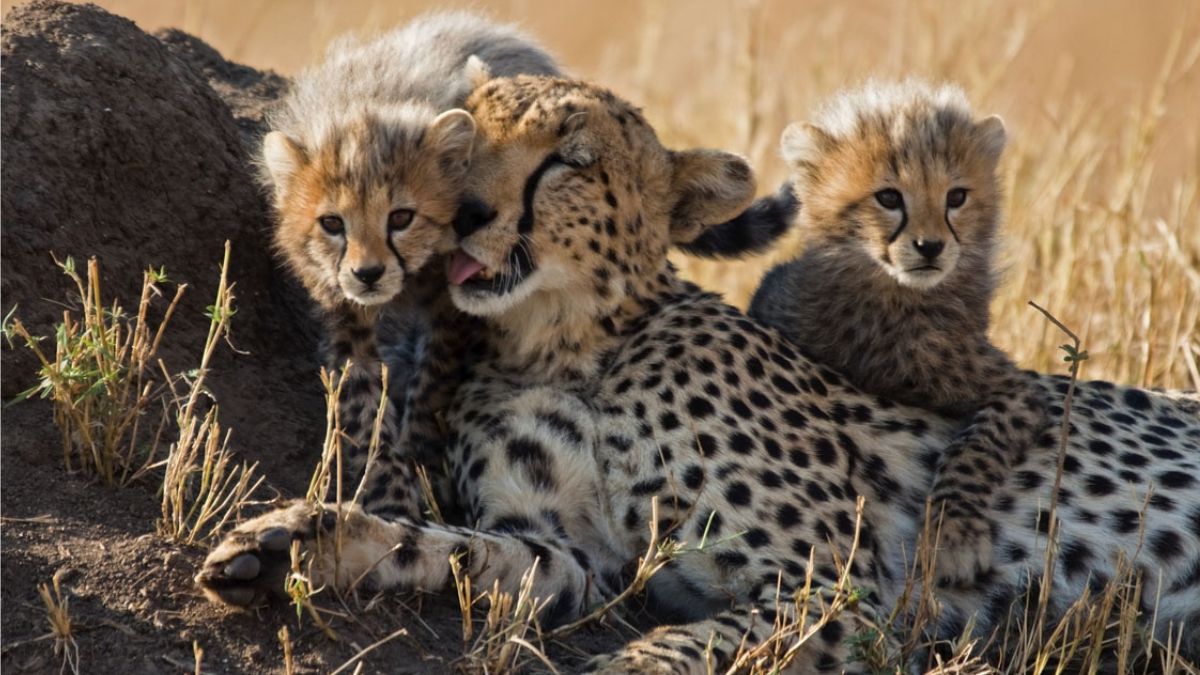 2 Cheetahs Will Relocated to Gandhi Sagar WLS on April 20