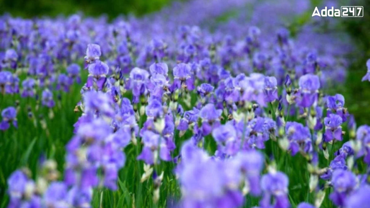 Which City of Italy is Known as the City of Lilies?