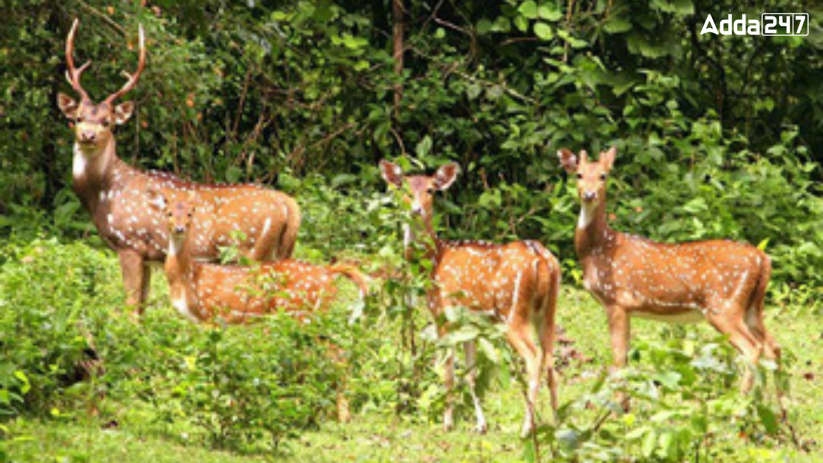 In Which State is Ghatigaon Wildlife Sanctuary Located?