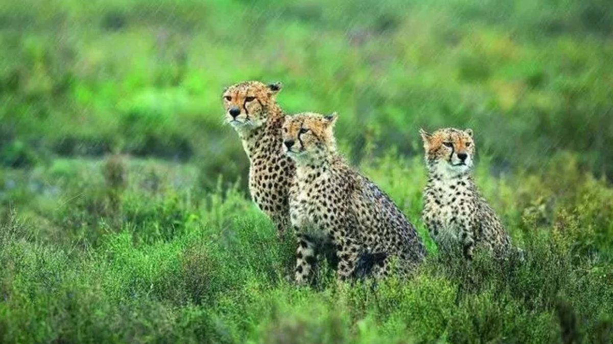Kuno National Park Achieves Conservation Milestone as Cheetah Nirva Gives Birth to Five Cubs