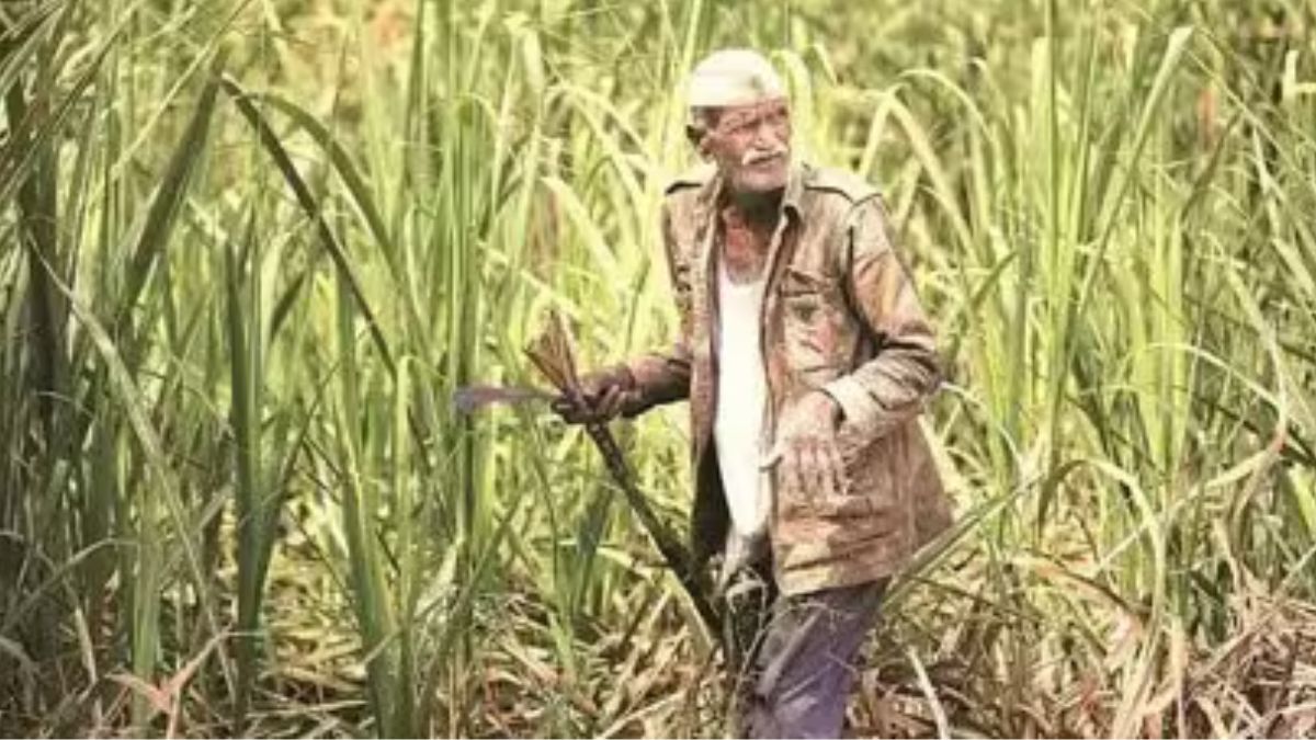 India Notifies Sugar (Control) Order, 2025 to Modernize Sugar Sector Regulation