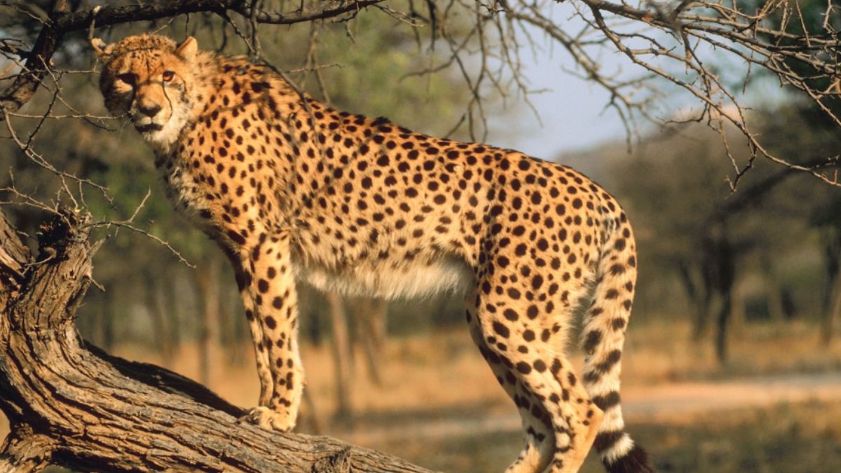India’s First Inter-State Cheetah Corridor Set to Span Madhya Pradesh and Rajasthan