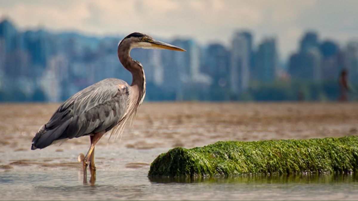 Which of the following organizations is NOT involved in organizing WMBD?