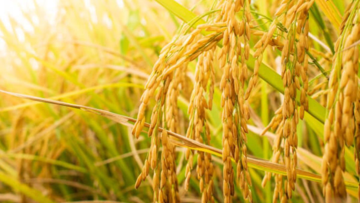 Researchers have achieved a major feat in rice genetics by developing the first complete pangenome of Asian rice. This comprehensive genome mapping of 144 wild and cultivated varieties reveals previously unknown genes and promises stronger, more climate-resilient, and disease-tolerant rice strains. The discovery is expected to transform rice breeding practices and boost food security.