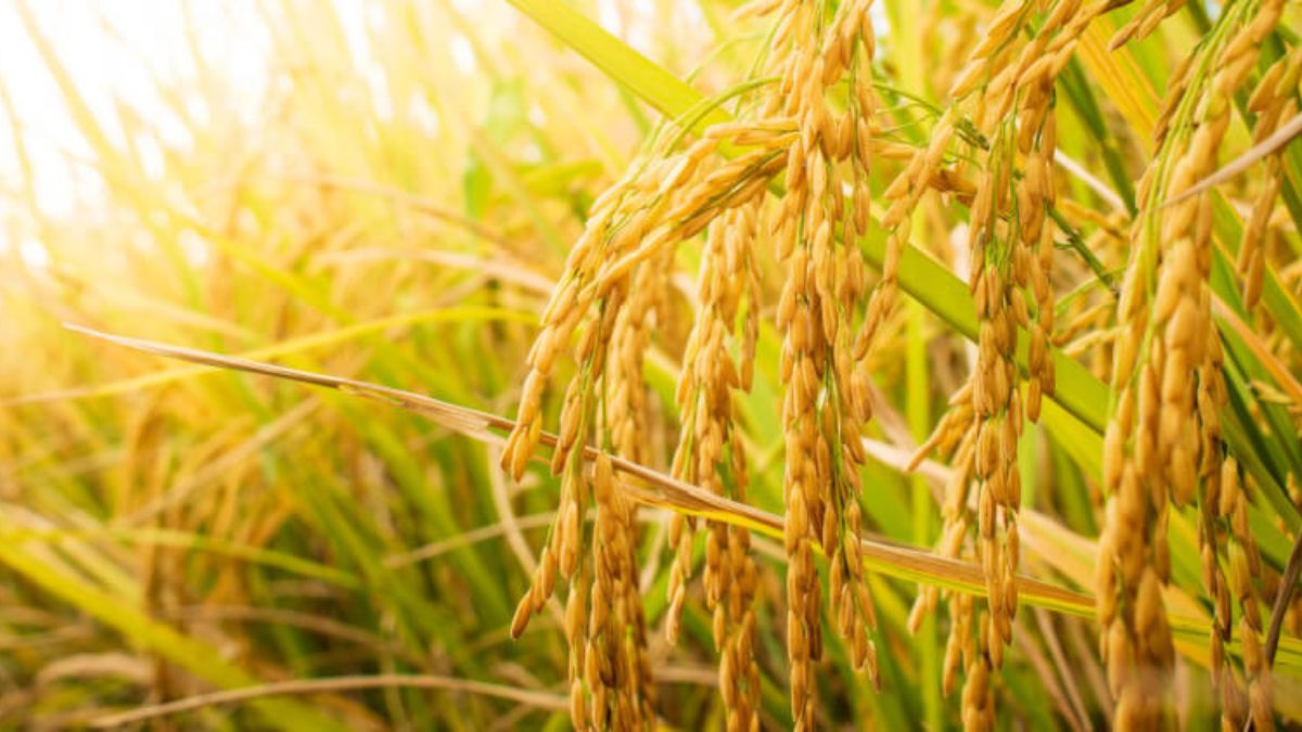 Centre Allocates 2.8 Million Tonnes More FCI Rice for Ethanol
