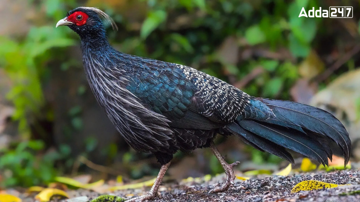 What is the State Bird of Jammu and Kashmir?