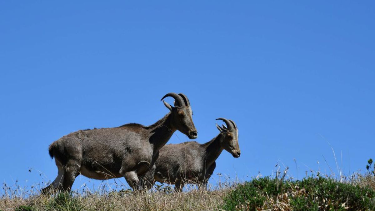 Endangered Species Fund in Tamil Nadu Gets Fresh Lease of Life