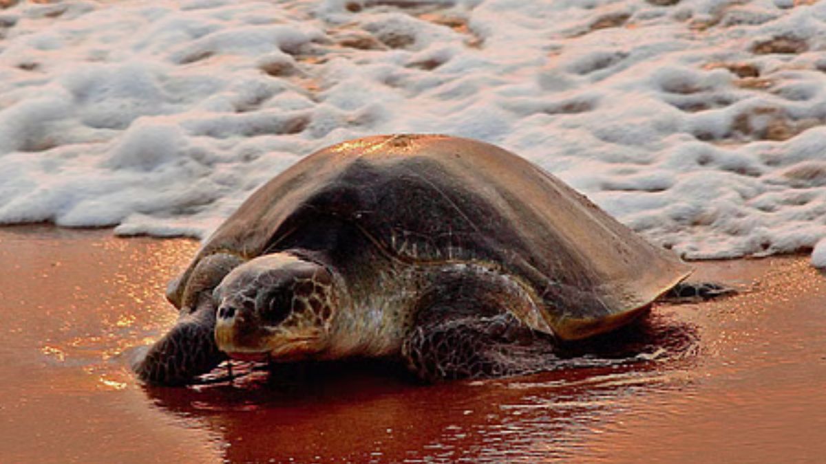 Operation Olivia A Marine Conservation Success by the Indian Coast Guard