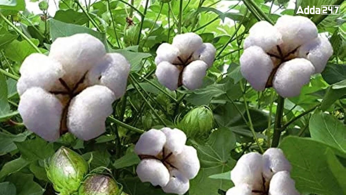 Which District of Uttar Pradesh is Known as the Cotton City?